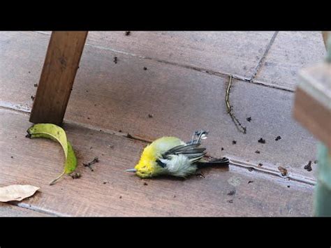 死鳥處理|處理野生禽鳥屍體的安全指引